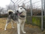 Kodiak